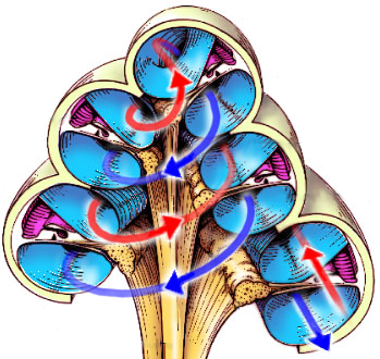 ../_images/Cochlea.png